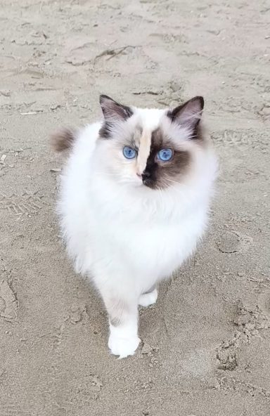 LUNA seal tortie mitted (splitface)