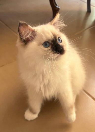 DRUSILLA seal tortie mitted