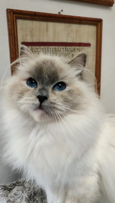 XANTHE blue tortie colorpoint