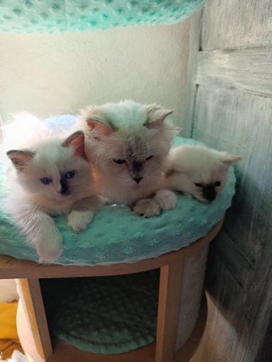 Xanthe con Drusilla e Luna